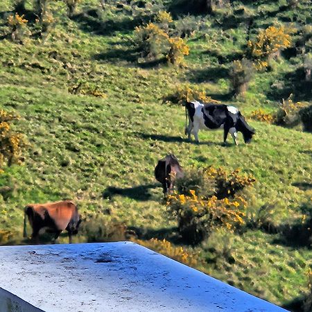Waihi Beach Toroha Cosy Cabin 外观 照片
